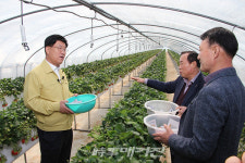 나주시, 징~허게 달고 맛있는 나주 딸기 안심하고 드세요