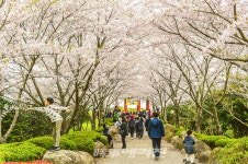 목포시, 유달산 봄 축제 전면 취소..코로나19 차단에 집중