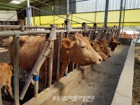 진안군, 발정 탐지기 활용 한우 번식우 수태율 높인다