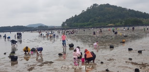오조리 한도교 조개 캐기 체험 인산인해