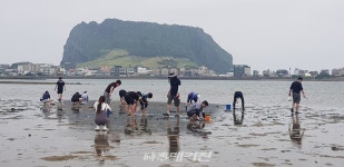 오조리 한도교 조개 캐기 체험 인산인해