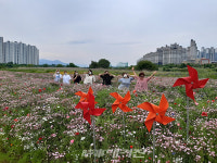 광주광역시 광산구, 첨단강변둔치 꽃단지에 꽃양귀비 등 만개
