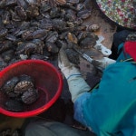 나는어부다 참전복, 청정해역에서 자란 진도전복 제공