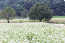 메밀꽃 피는 봉평, 이효석 문학의 고향