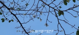 급변하는 환경 속, 전주혁신도시 기지제 천변에 핀 벚꽃 - 자연의 경고로 받아들여야