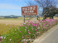 나주시 반남면, 만개한 코스모스 가을 정취 선물