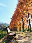 전라남도 산림자원연구소, 명품 가을 숲길에 취하다