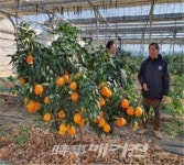 군산시 기후변화대응 아열대 신소득작물 적극 도입