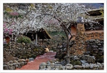 광양 다압마을 매화, 혹한을 이겨낸 박비향(코를 찌르는 향)!