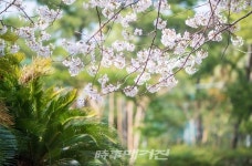 [포토] 한림공원, 제 24회 제주 왕벚꽃축제 개최