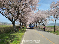 보성군 웅치면, 봄맞이 벚꽃 길 대청소 실시