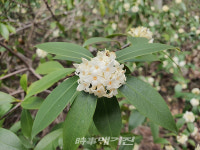 신안군, 가고 싶은 섬 우이도 백서향의 섬으로