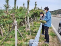 장흥군, 관산 삼산 방조제 방풍림 정비