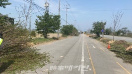 전주시, 전군도로 벚꽃길 복원 착착