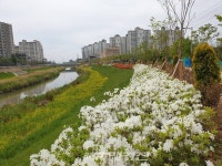 군산, 500만 그루 나무심기 순항