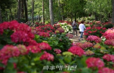 [화보] 제주 한림공원,  열 세번째 수국 축제 오는 1일 개최