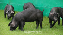 농진청 흑돼지우리흑돈민간 종돈장에서 분양 시작