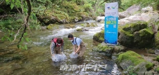경기도, 자원 보존 위해 미유기 치어 7천 마리 가평천 등 계곡에 방류