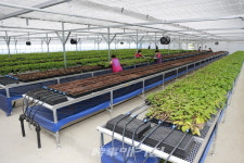 보성군, 최고 기술력으로 만든 무병 우량 씨감자 공급