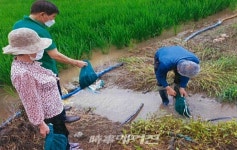 보성군, 오는 15일까지 논벼 재배농가  왕우렁이 일제 수거 실시