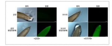 농촌진흥청, 효율적인 밀 형질전환 기술 개발
