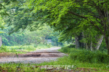 화순군, 연둔리 숲정이 더 편하고 산뜻해진다!