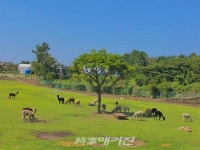 제주 유일  알파카목장 도치돌목장 개장 2주년 기념 이벤트 진행