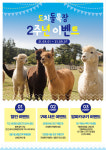 제주 유일  알파카목장 도치돌목장 개장 2주년 기념 이벤트 진행