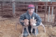 장흥군, 수정란 이식한 한우에서 건강한 쌍둥이 송아지 얻어