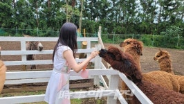 [핫플레이스IN제주] 4계절의 감성과 추억을 간직한 감성정원 '제주 파더스가든'
