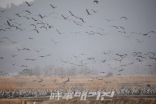 순천시, 흑두루미 국제 사진 공모전 개최