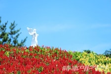 신안군, 온라인으로 만나는 섬 맨드라미 랜선 축제 개최