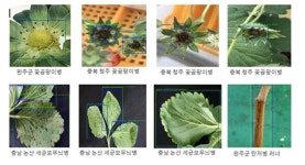인공지능으로 딸기 병해 진단, 조치 방법 알려준다