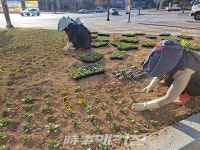봄꽃식재로 봄맞이 준비하는 광양시
