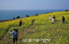 [포토] 제주 유채꽃 바다에 빠져볼래?... 서우봉에 수놓은 유채꽃 노란 물결!