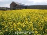 제주현대미술관 유채꽃밭에서 인생 사진 남기세요