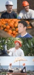 호적메이트 조준호·조준현, 제주도 귤 농장서 공개한 소개팅사연은?