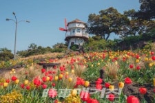 제주허브동산, 수선화 5000송이·튤립 1만송이 추가로 심어