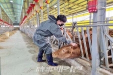 무안군, 구제역 차단방역 위한 백신 일제 접종 추진