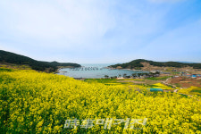 완도 청산도의 봄, 일상 회복으로 성큼