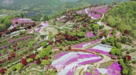 진안군, 진안읍 연장리에 16만여㎡의 화려한 꽃 양탄자 펼쳐져