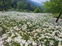 구례군 지리산정원, 샤스타데이지 꽃동산 만개