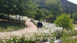 구례군 지리산정원, 샤스타데이지 꽃동산 만개