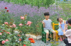 [포토] 담양군 달빛여행정원, 버들마편초 보랏빛 향연
