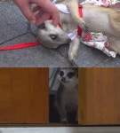 TV동물농장 전주 한옥마을 극과 극 미어캣 켈로그·오레오 조명