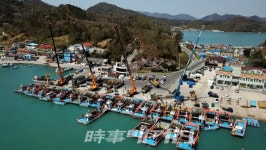 진도군, 청정 돌김(곱창김) 위판 개시…작황 우수