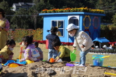 진도군, 국화 담은 보배섬에서 추억를 그리다