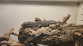 국립생태원, 공영동물원과 협력 국제적 멸종위기동물 보호와 밀수 예방