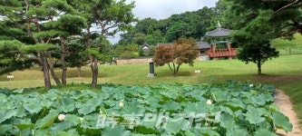 시흥시 관곡지, 연꽃 재배의 시원