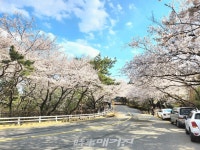 [조용우의 포토에세이] 해운대 달맞이길 벚꽃 터널